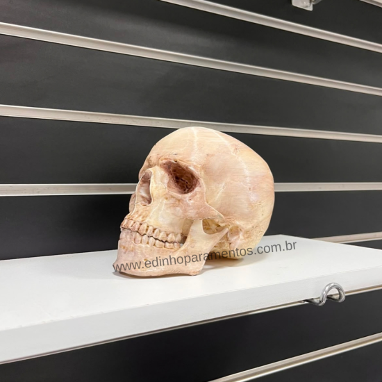 Crânio 3D
