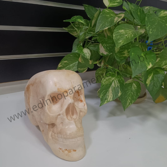 Crânio Gesso